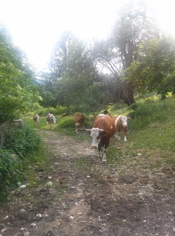 Apartmaji Matej Cvetek Bohinj Εξωτερικό φωτογραφία